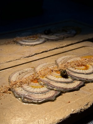 Carpaccio di anguilla allo zafferano su crema di pane e pomodoro